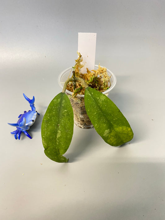 Hoya padangensis / uncinata- starting to root