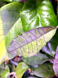 Hoya Nong nooch Iml 1541 - fresh cut 1 node / 1 leaf - Unrooted - 1 node