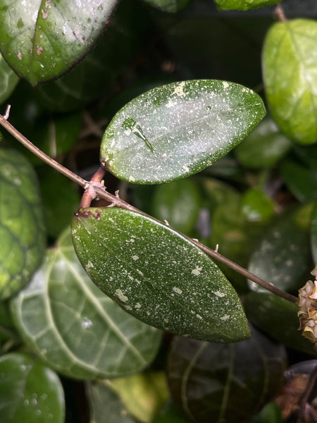 Hoya aff Verticillata vietnam - fresh cut - 1 node unrooted