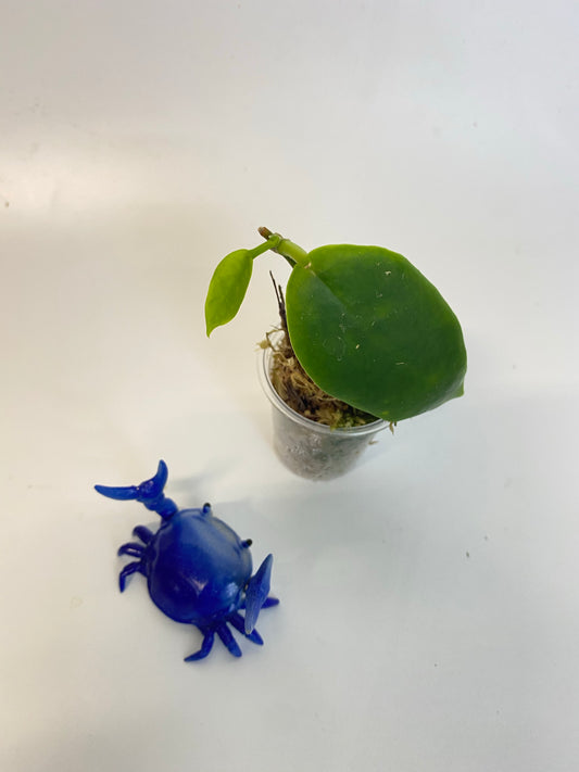 Hoya darwinii - active growth