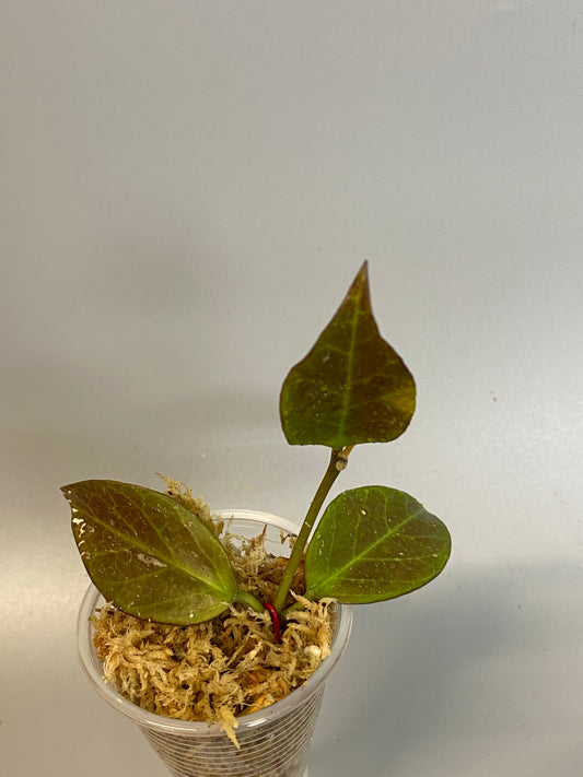 Hoya cv sunrise - Unrooted