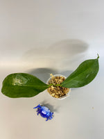 Hoya UT-030