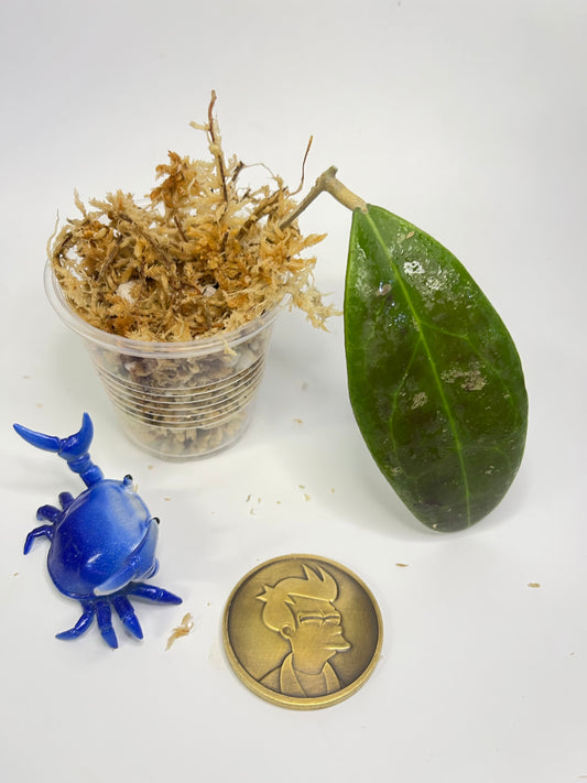 Hoya rintzii borneo -Unrooted