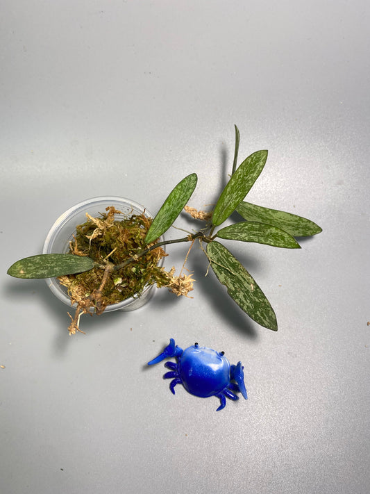 Hoya sigillatis - has some roots