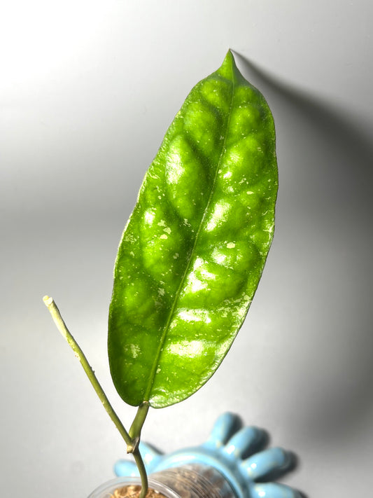 Hoya ALE6 - Unrooted