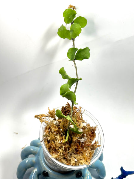 Hoya kanyakumariana - Unrooted