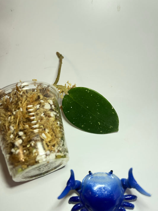 Hoya sp 33 ap 1054  - fresh cut - Unrooted