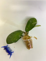 Hoya diversifolia crassipes - rooted