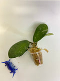 Hoya diversifolia crassipes - rooted