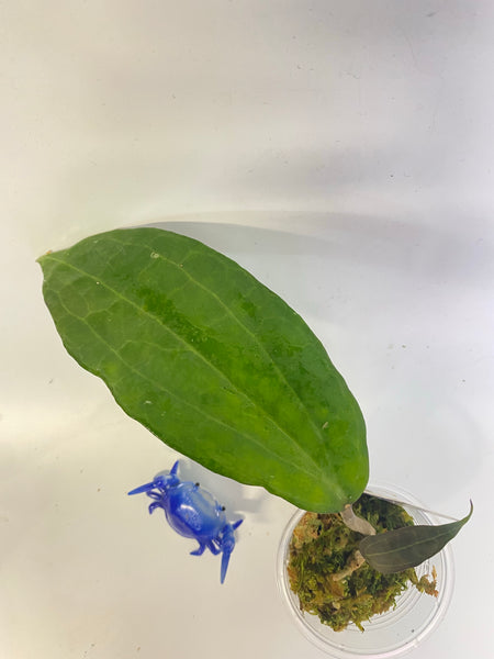 Hoya clandestina - active growth