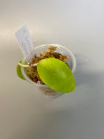 Hoya limonaica - Unrooted cutting