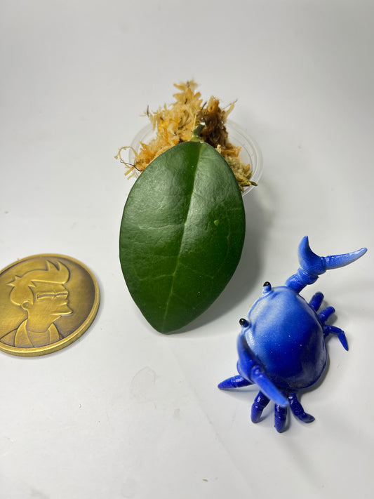 Free addon - Hoya elliptica Philippines - Unrooted