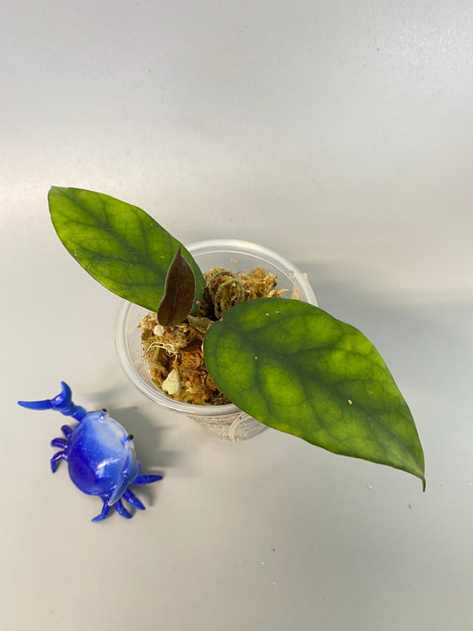 Hoya dasyantha with active growth