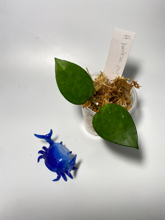 Hoya Hanhiae pink - Unrooted