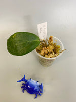 Hoya fitchii - yellow - has some roots