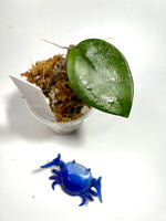 Hoya pubicalyx x fungii - Unrooted