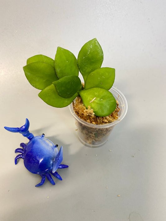 Hoya heuschkeliana pink - Unrooted