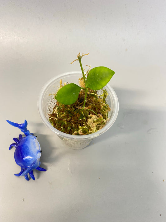 Hoya heuschkeliana pink - has roots - free add-on