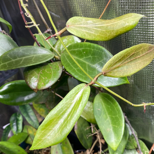 Hoya siariae light pink - Fresh cutting