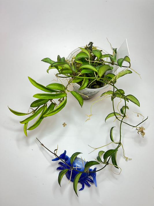 Hoya EPC 319 / PG04 / mini wayettii - has roots