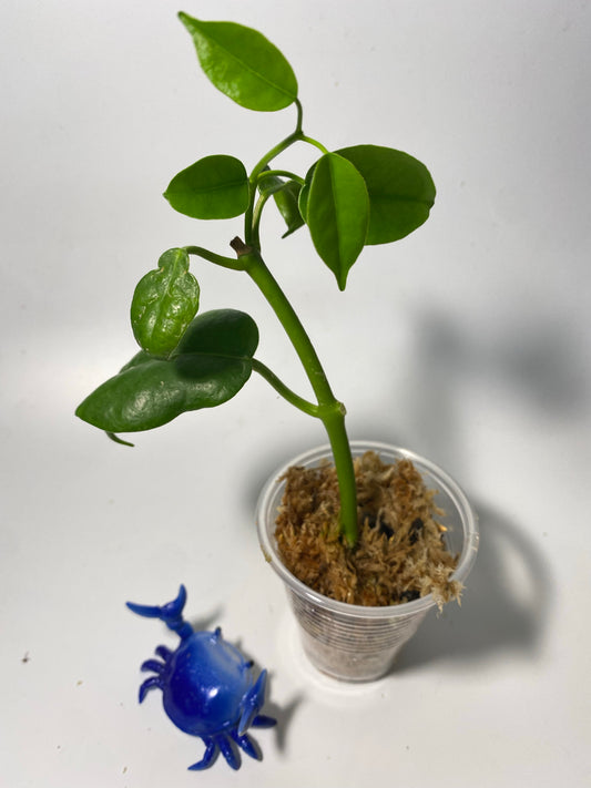 Hoya ariadna - active growth