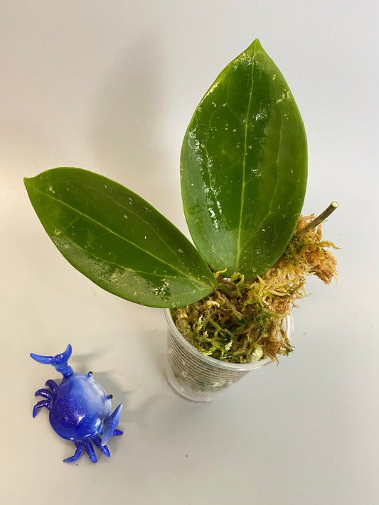 Hoya BP01 - starting to root