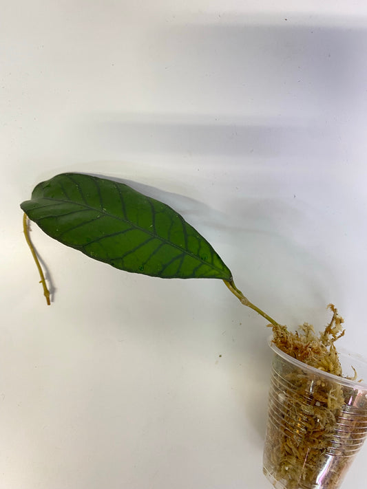 Hoya kalimantan - Unrooted