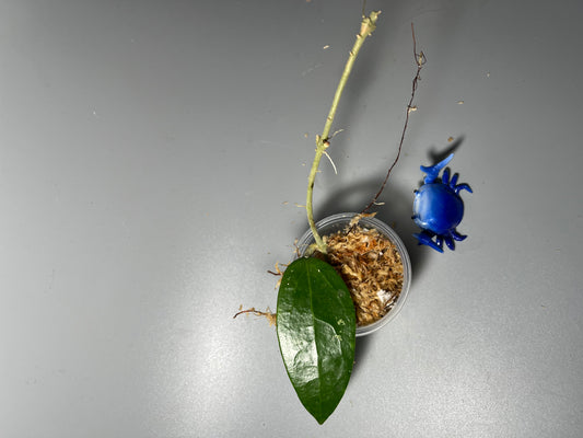 Hoya tha tum - Unrooted