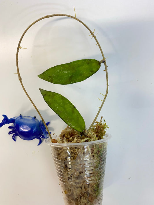 Hoya scortechinii pink UT001- starting to root