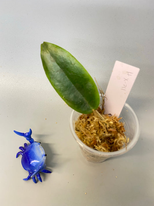 Hoya X-211- unrooted