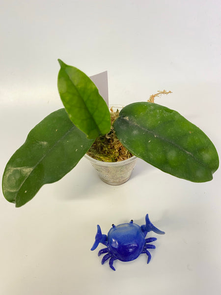 Hoya villosa small leaves - active growth