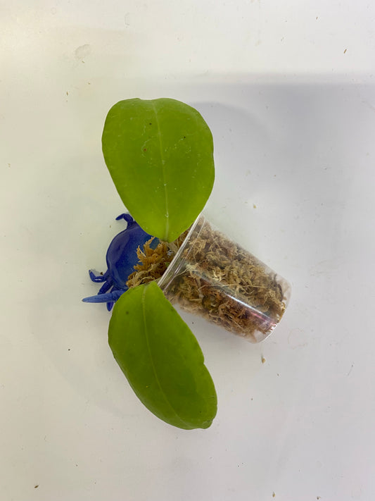 Hoya sp rangsan / rangsam 01 - starting to root
