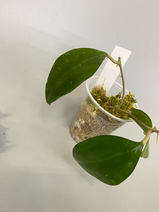 Hoya paulshirleyi - has roots