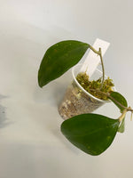 Hoya paulshirleyi - has roots