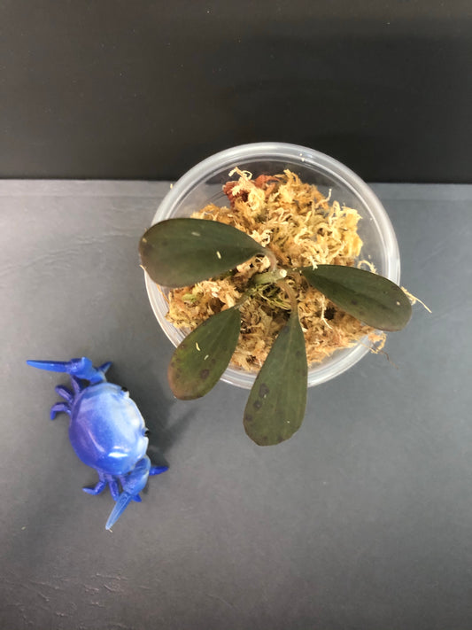 Hoya manipurensis - Starting to root.