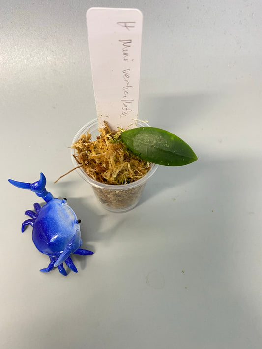 Hoya mini verticillata - starting to root