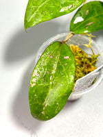 Hoya ut002 / ut-002 - has some roots