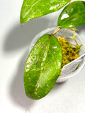 Hoya ut002 / ut-002 - has some roots