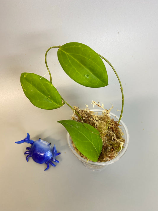 Hoya persicina - has roots