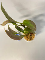 Hoya sunrise - starting to grow