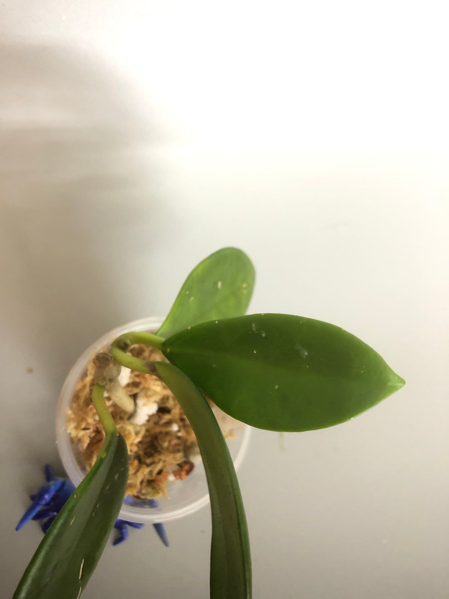 Hoya UT-036 West Timor - unrooted