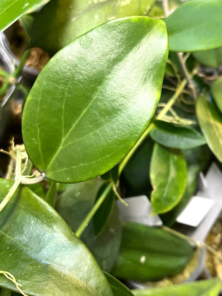 Hoya Genieve MB1141 - 1 node/1 leaf- unrooted