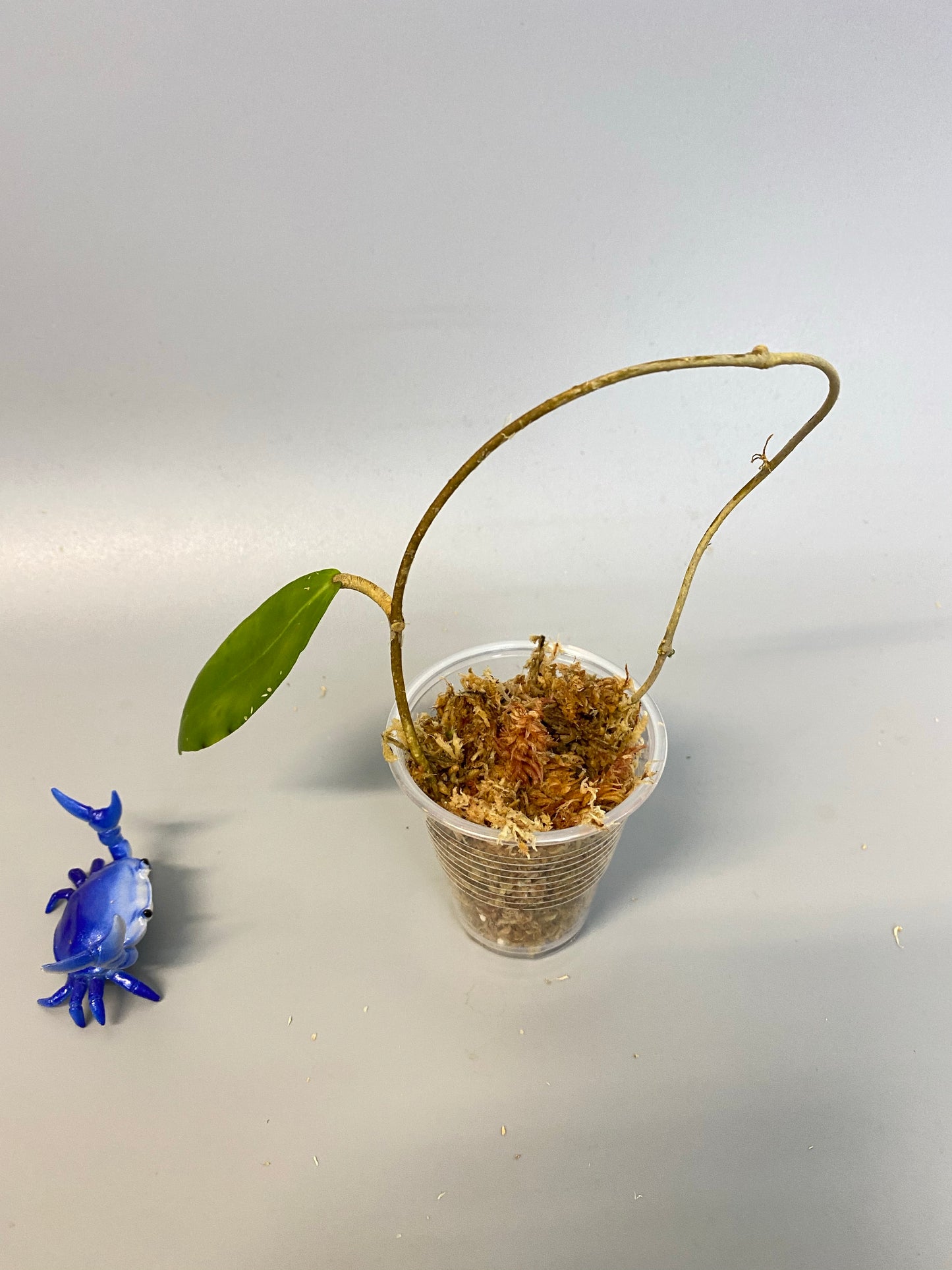 Hoya camphorifolia - Unrooted