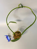 Hoya cv ruthie - active growth