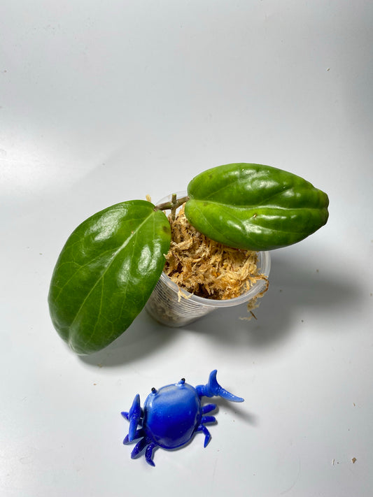 Hoya persicina - unrooted