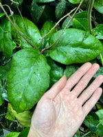 Hoya patcharawalai 029 not Icensis - fresh cut 1 node - Unrooted