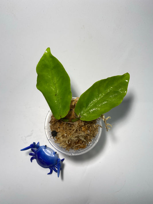 Hoya inflata - starting to root