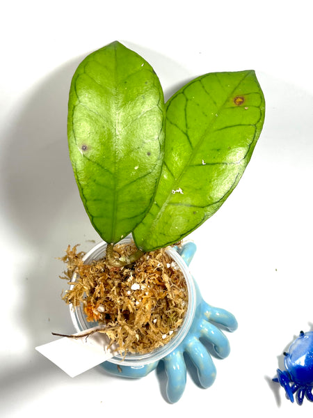Hoya gunung gading - 1 node / 2 leaf - Unrooted