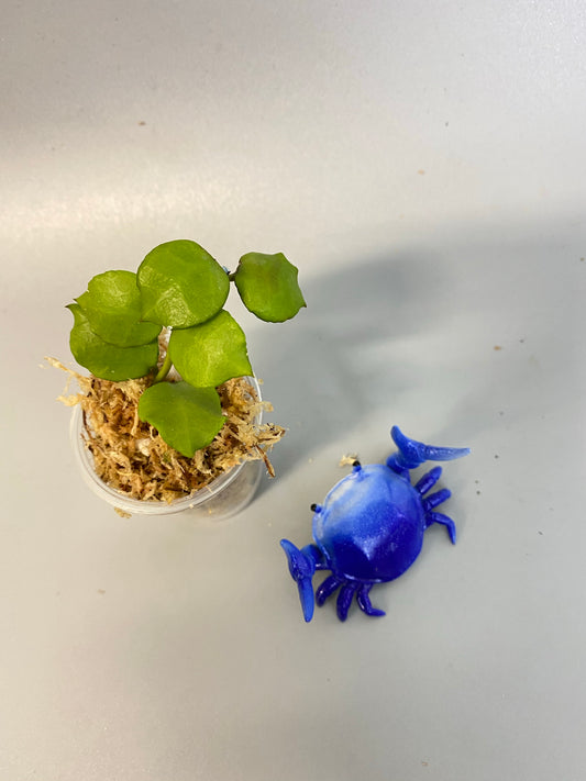 Hoya endauensis - Unrooted