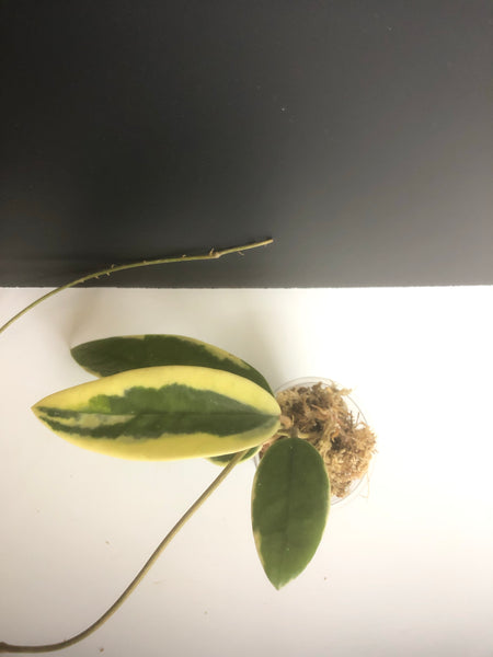 Hoya acuta variegata - unrooted